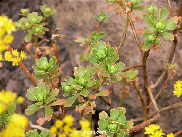 仙童唱 Aeonium spathulatum