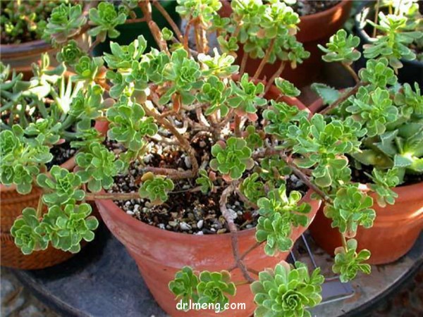 仙童唱 Aeonium spathulatum