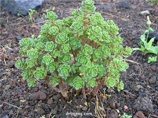 仙童唱 Aeonium spathulatum
