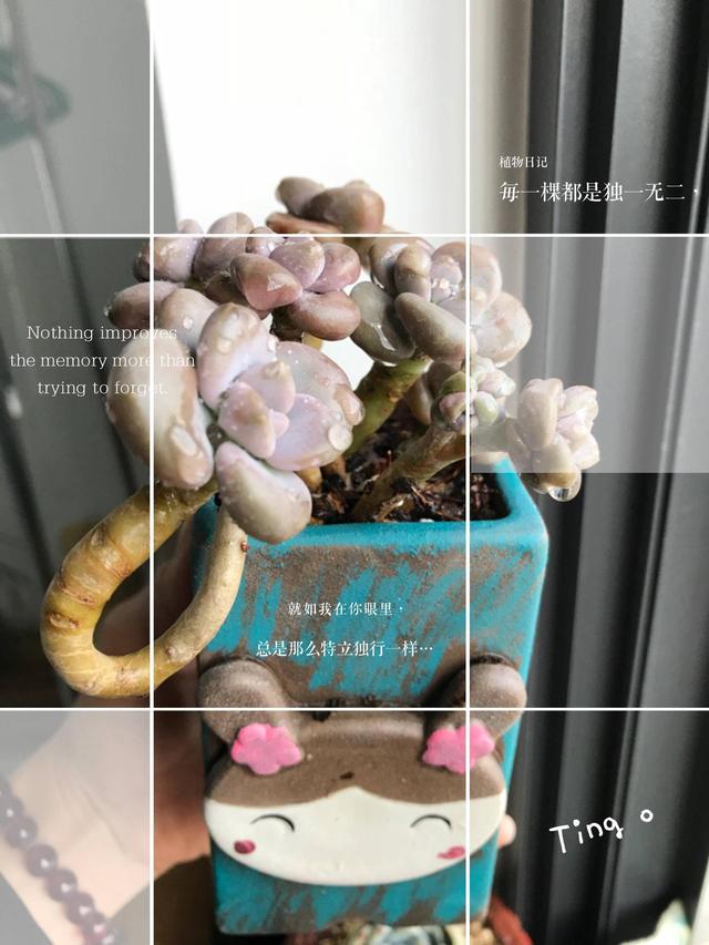 度夏前，拍下照片做纪念的多肉