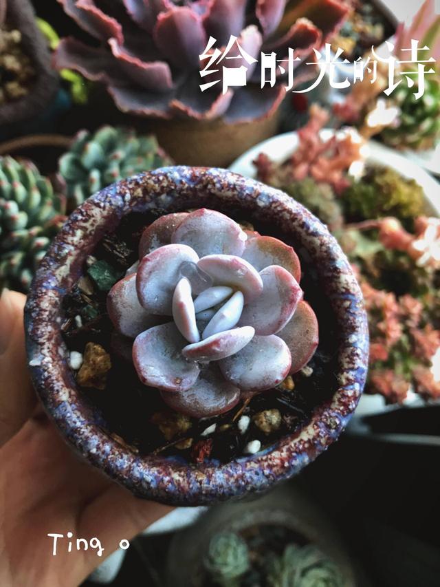 度夏前，拍下照片做纪念的多肉