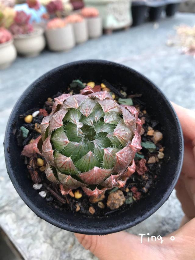 度夏前，拍下照片做纪念的多肉
