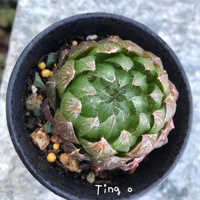 度夏前，拍下照片做纪念的多肉