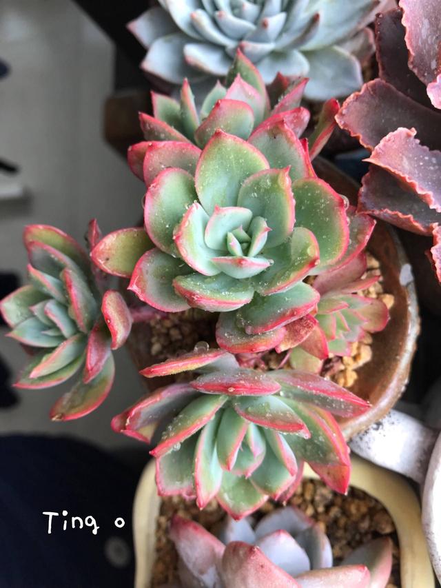 度夏前，拍下照片做纪念的多肉