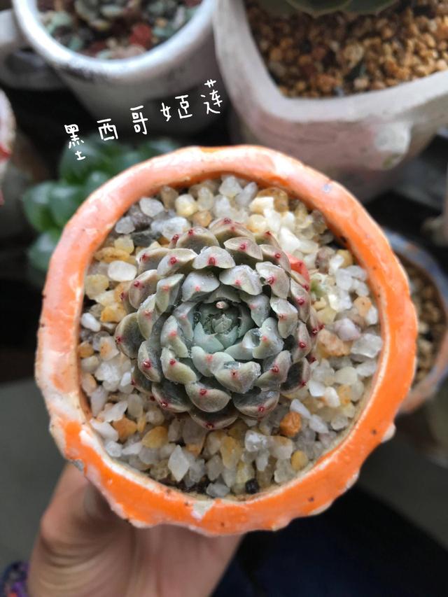 度夏前，拍下照片做纪念的多肉