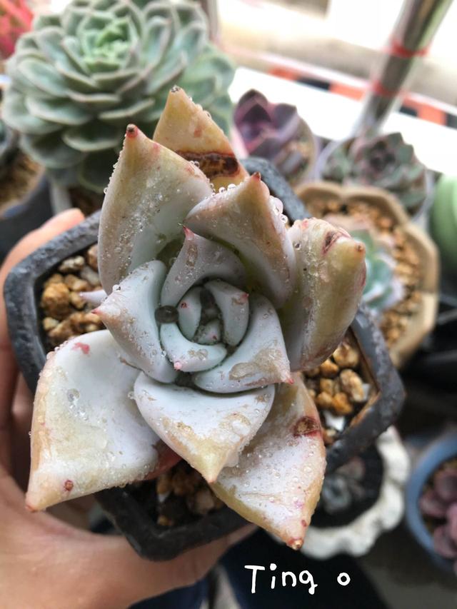 度夏前，拍下照片做纪念的多肉