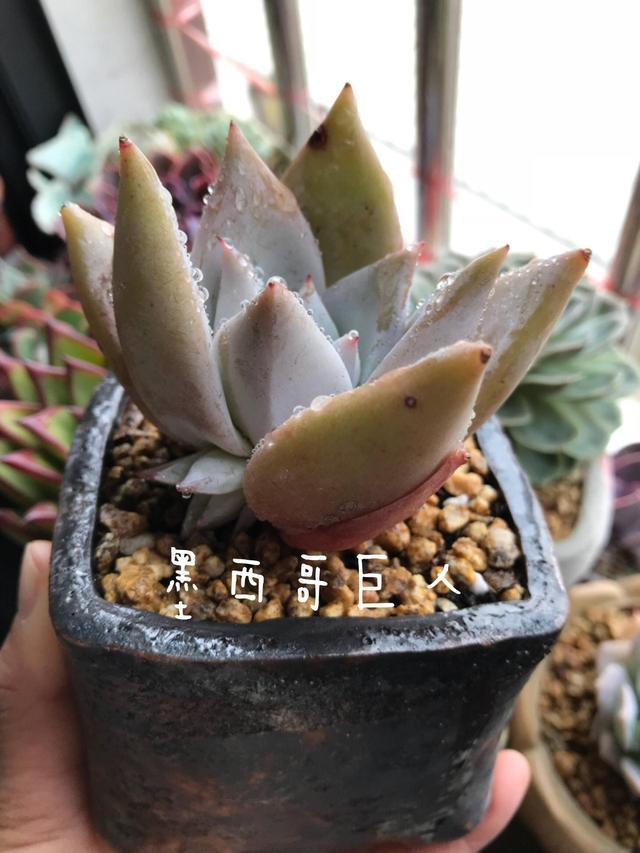 度夏前，拍下照片做纪念的多肉