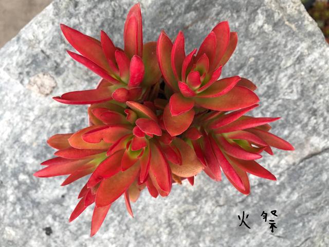 度夏前，拍下照片做纪念的多肉