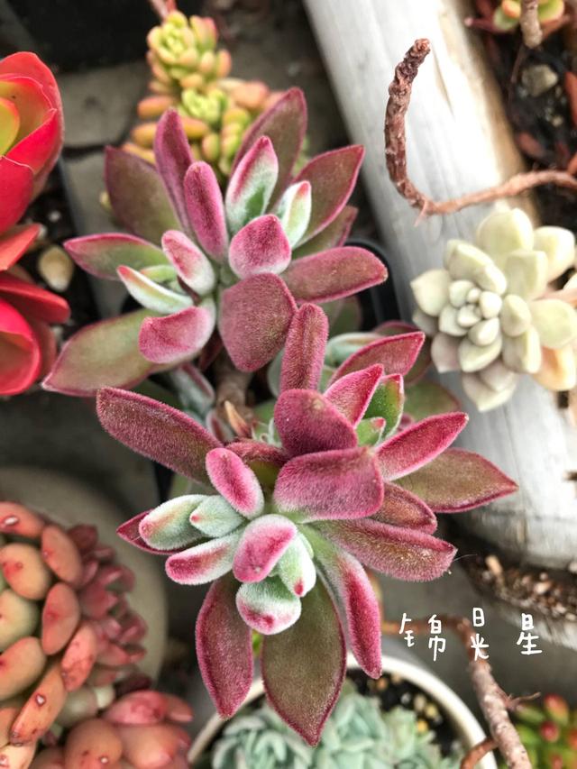 度夏前，拍下照片做纪念的多肉