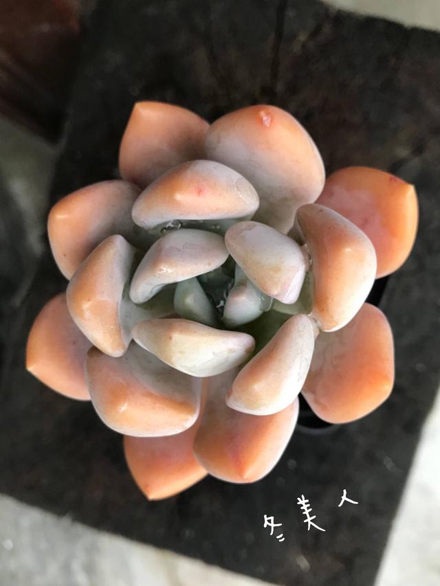 度夏前，拍下照片做纪念的多肉