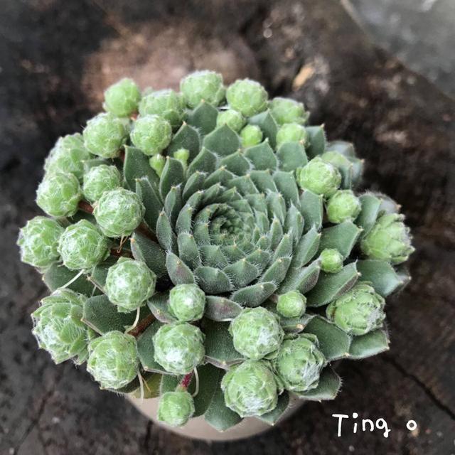 度夏前，拍下照片做纪念的多肉
