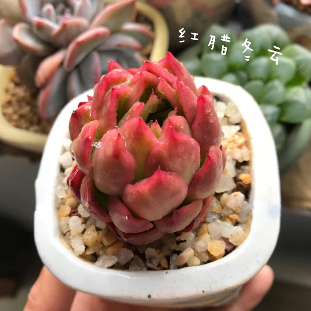 度夏前，拍下照片做纪念的多肉