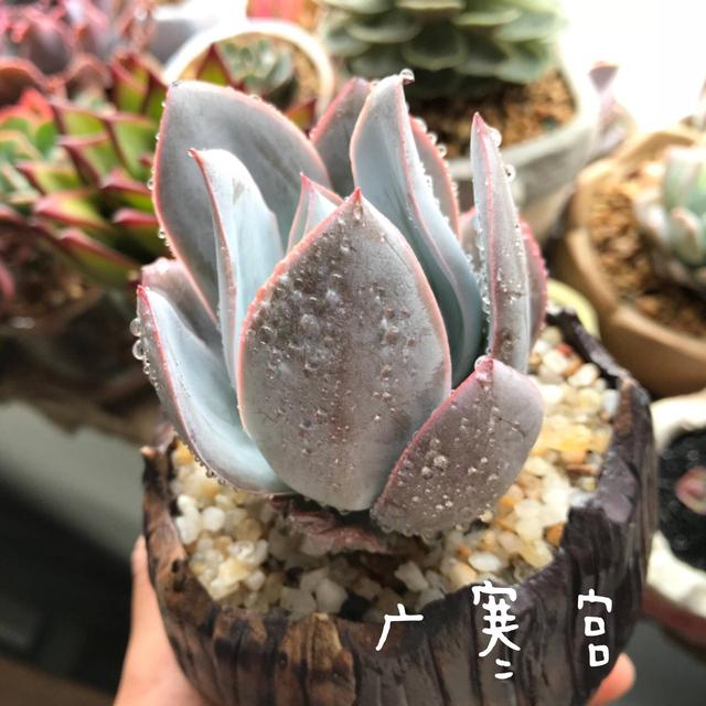度夏前，拍下照片做纪念的多肉