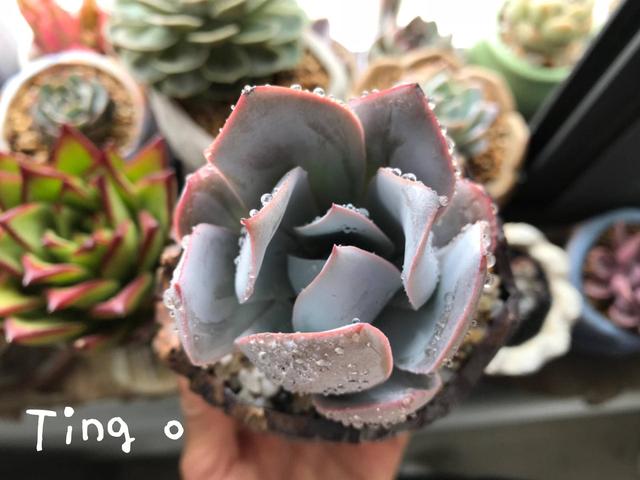 度夏前，拍下照片做纪念的多肉