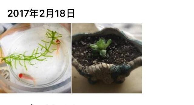 草玉露