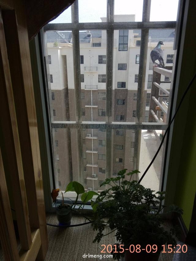 多肉遭遇的各种祸害