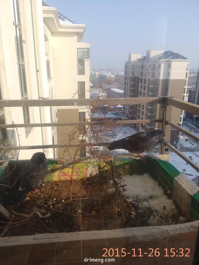 多肉遭遇的各种祸害
