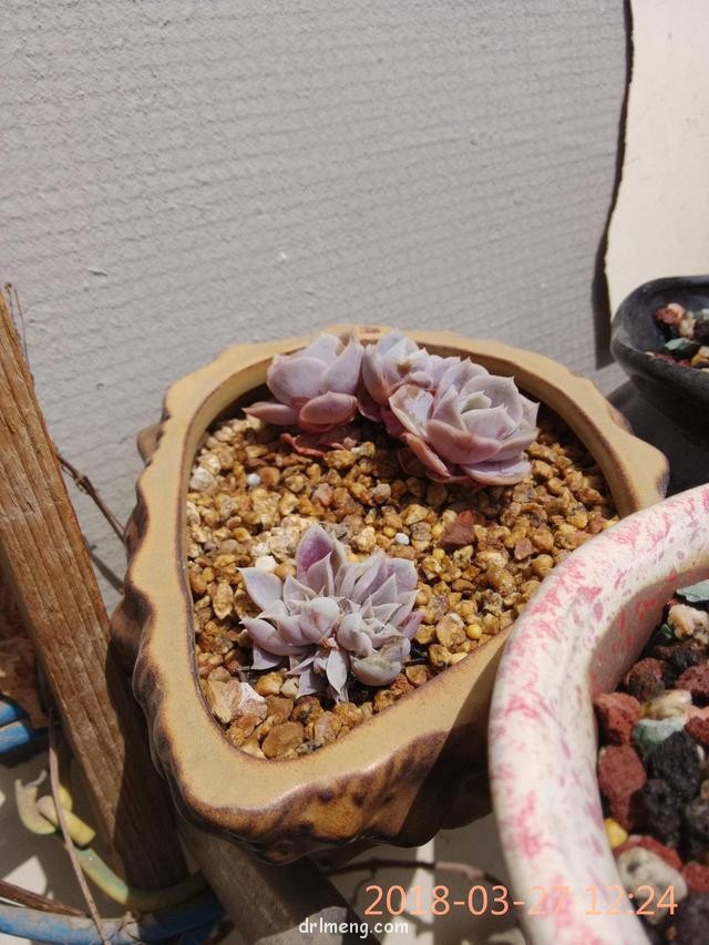 多肉遭遇的各种祸害