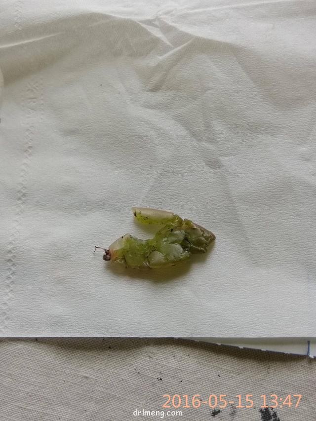 多肉遭遇的各种祸害