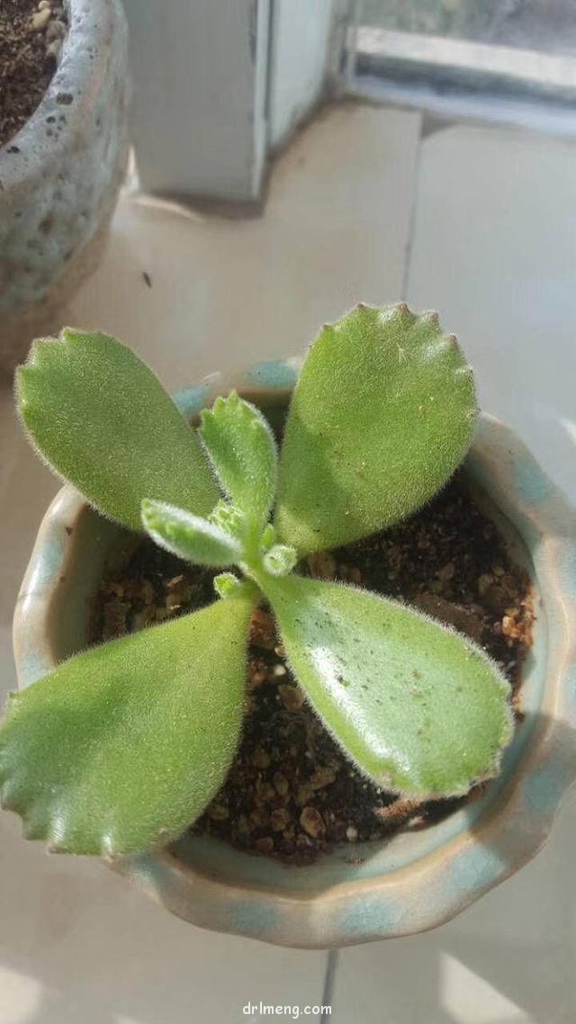 新手养的多肉