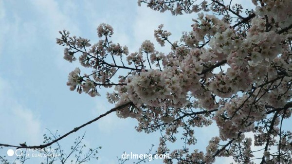徐州金龙湖的春景