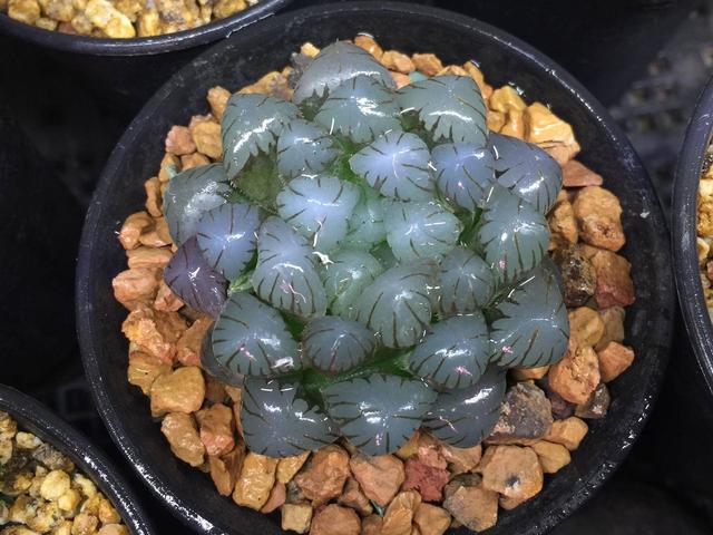 各种引人入坑的多肉