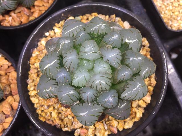 各种引人入坑的多肉