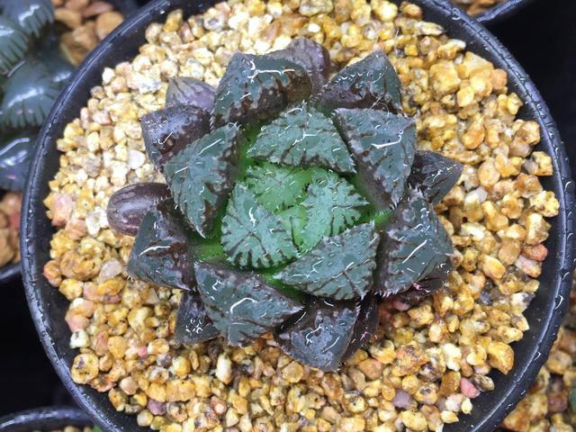 各种引人入坑的多肉