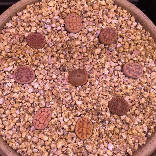 各种引人入坑的多肉
