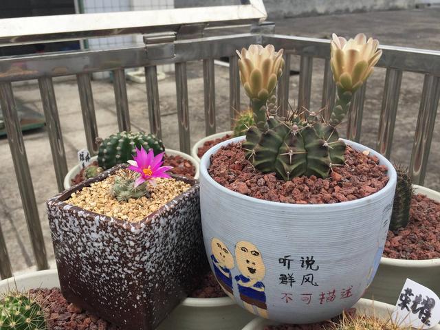 各种引人入坑的多肉