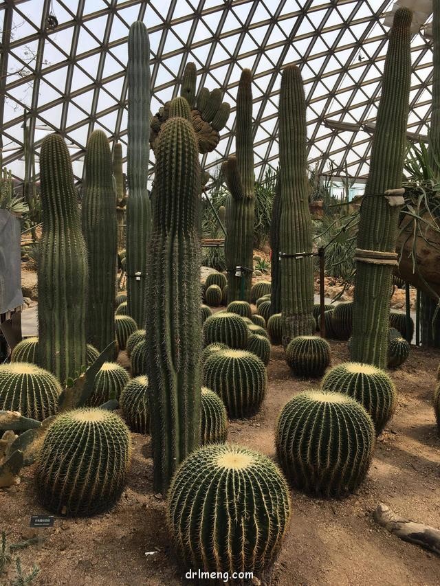 上海辰山植物园里的多肉