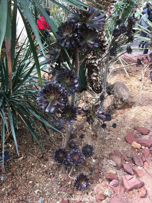 上海辰山植物园里的多肉