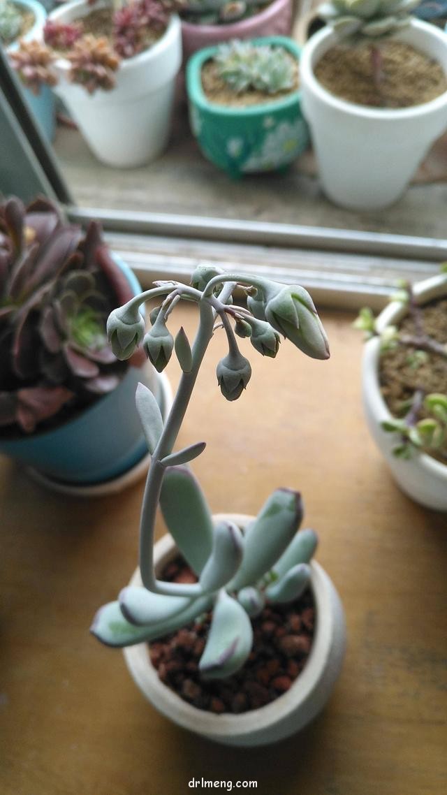 多肉植物开花
