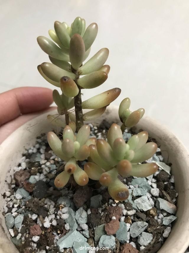 适合新手的大普货也都很美
