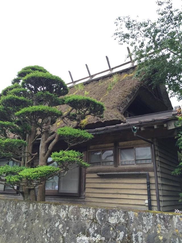 日本园艺造景和多肉植物