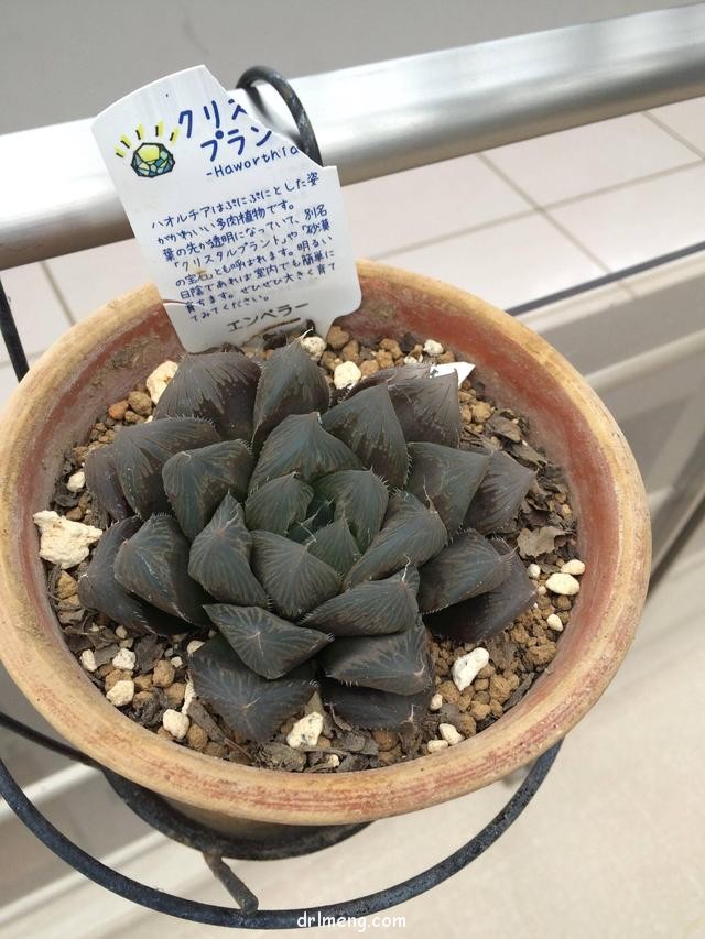 日本园艺造景和多肉植物