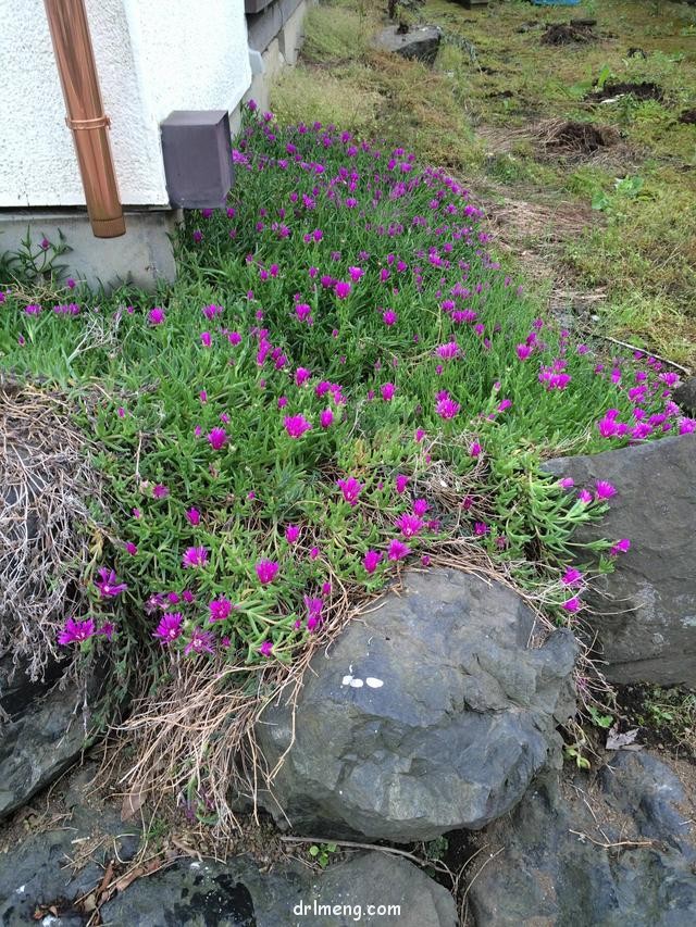 日本园艺造景和多肉植物