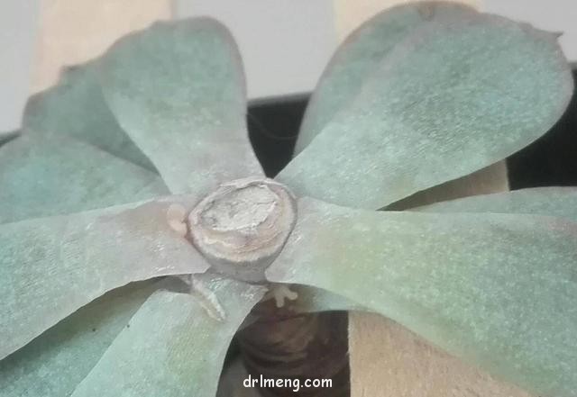 蓝石莲的改造过程
