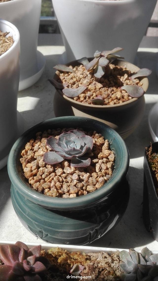 蓝石莲的改造过程