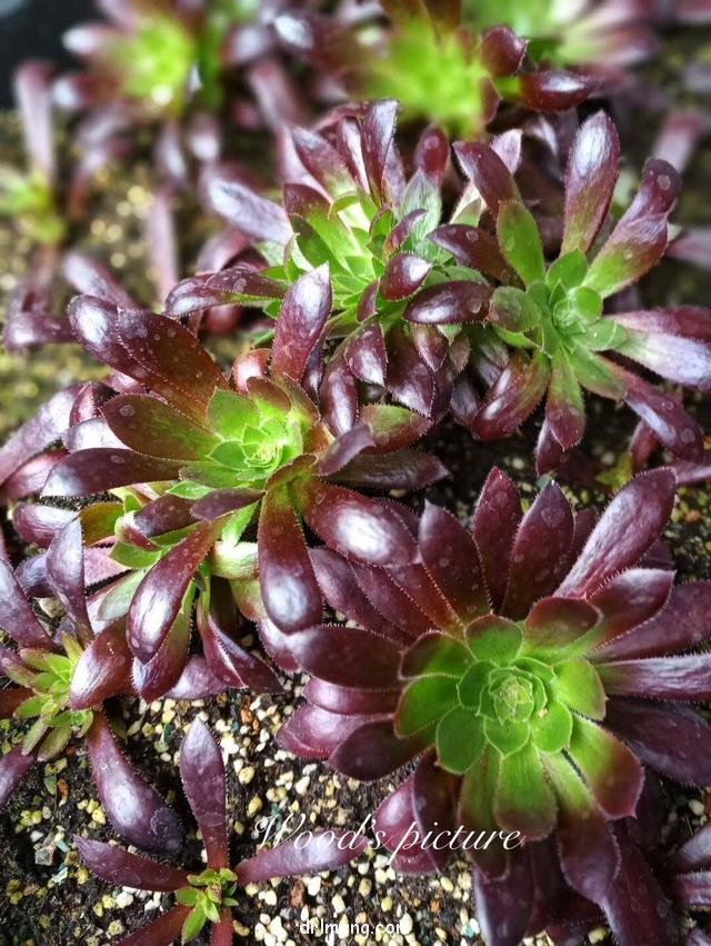 孔雀法师/黑魔法 Aeonium Black Magic