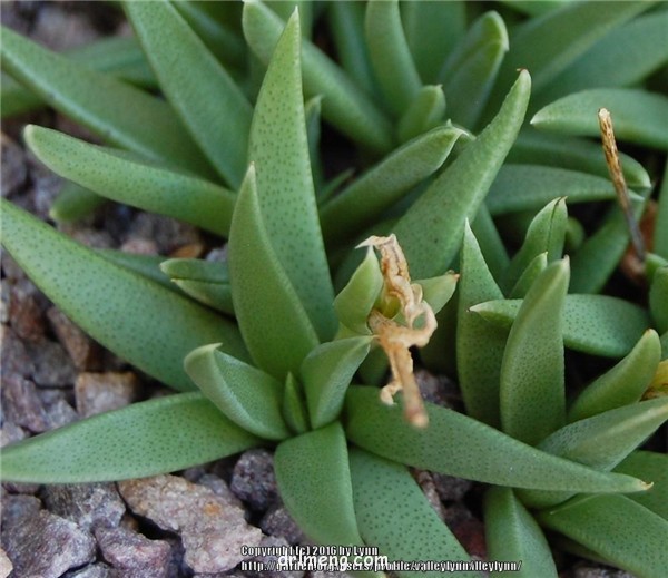 Bergeranthus vespertinus