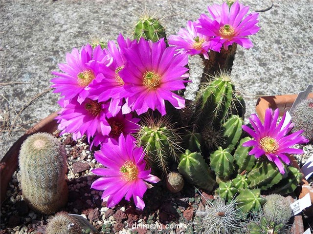 美桃虾 Echinocereus viereckii