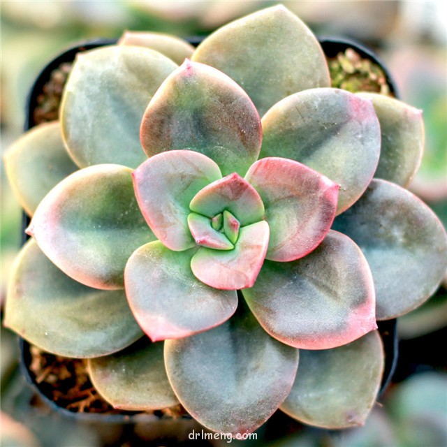 油彩莲 Echeveria chroma