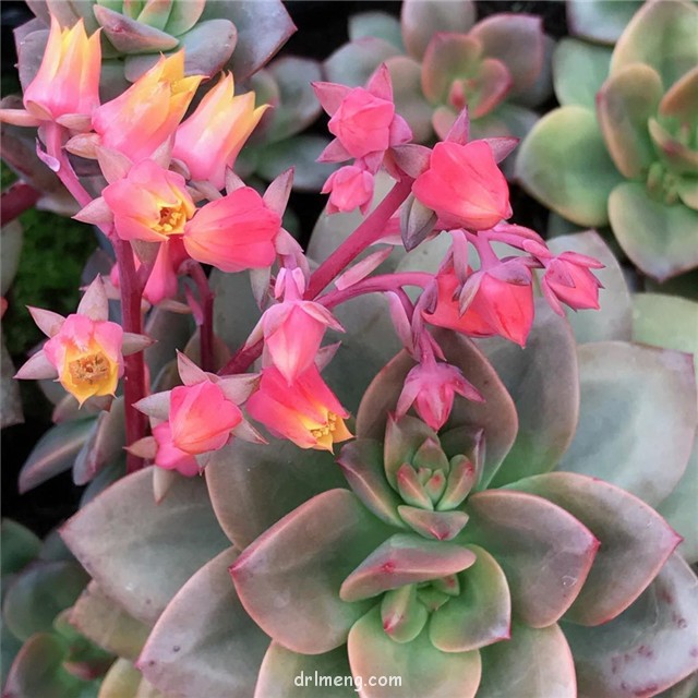 油彩莲 Echeveria chroma