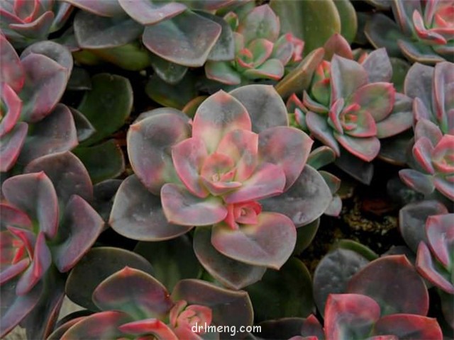 油彩莲 Echeveria chroma