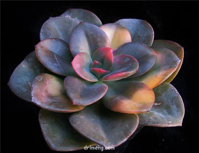 油彩莲 Echeveria chroma