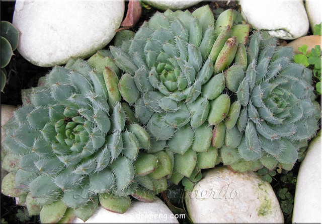 小蓝衣 Echeveria rundelli