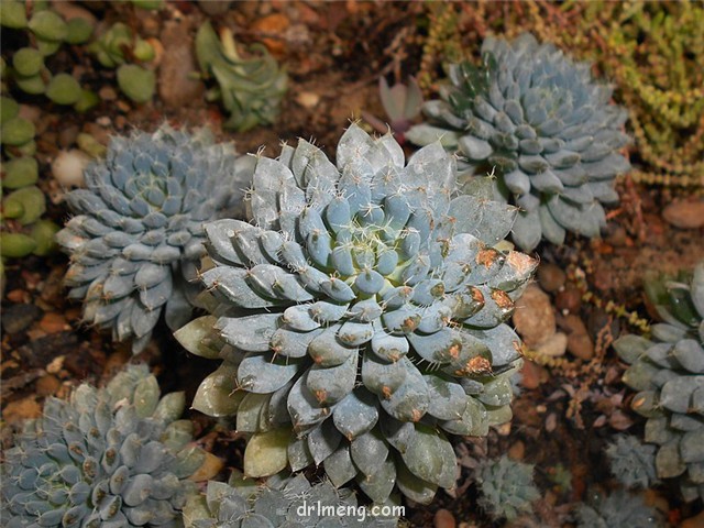 小蓝衣 Echeveria rundelli