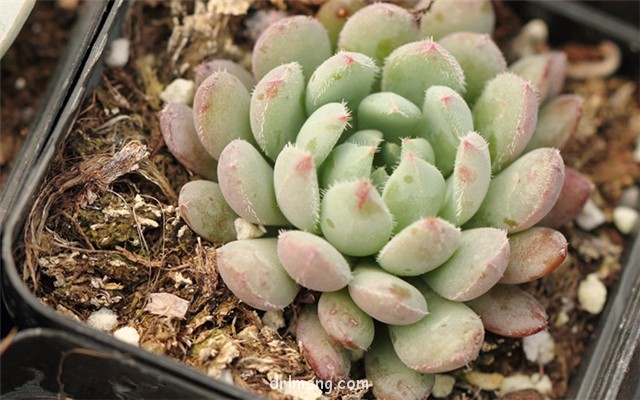 姬小光 Echeveria setosa rondelli