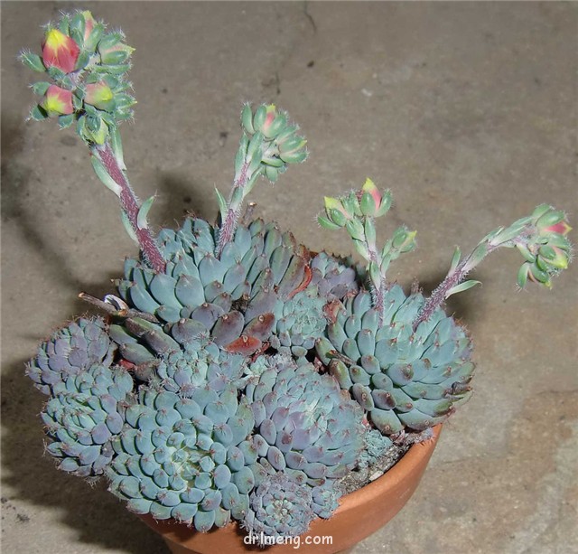 姬小光 Echeveria setosa rondelli